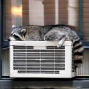 New York City Central Cooling Rsccoon
